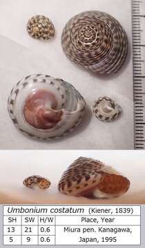 Image of top snails