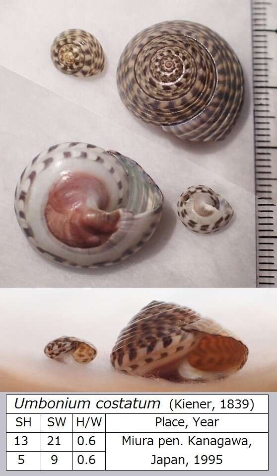Image of top snails