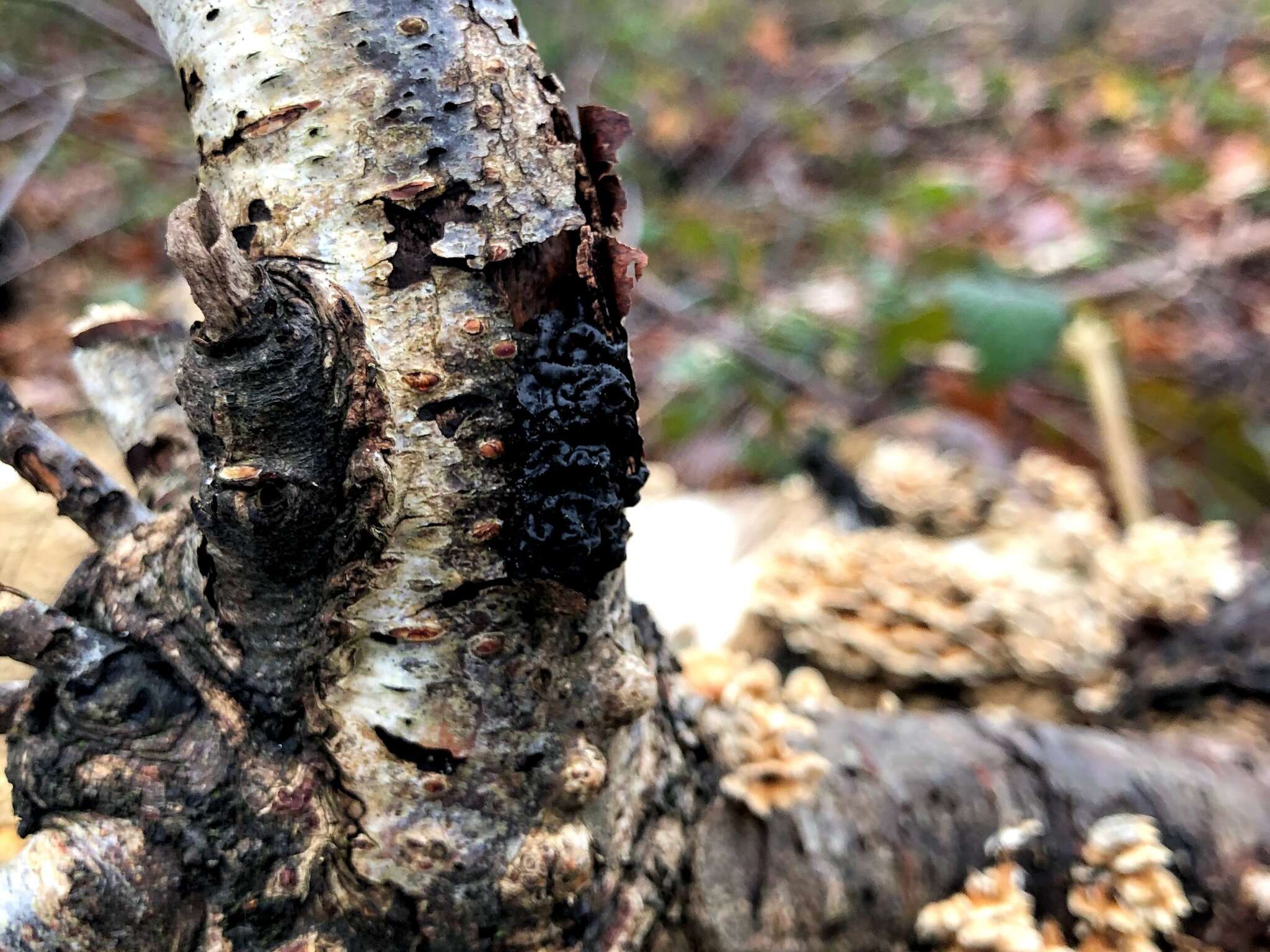 Image of Black Witches' Butter