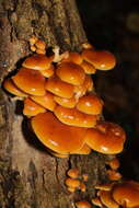 Plancia ëd Flammulina velutipes (Curtis) Singer 1951