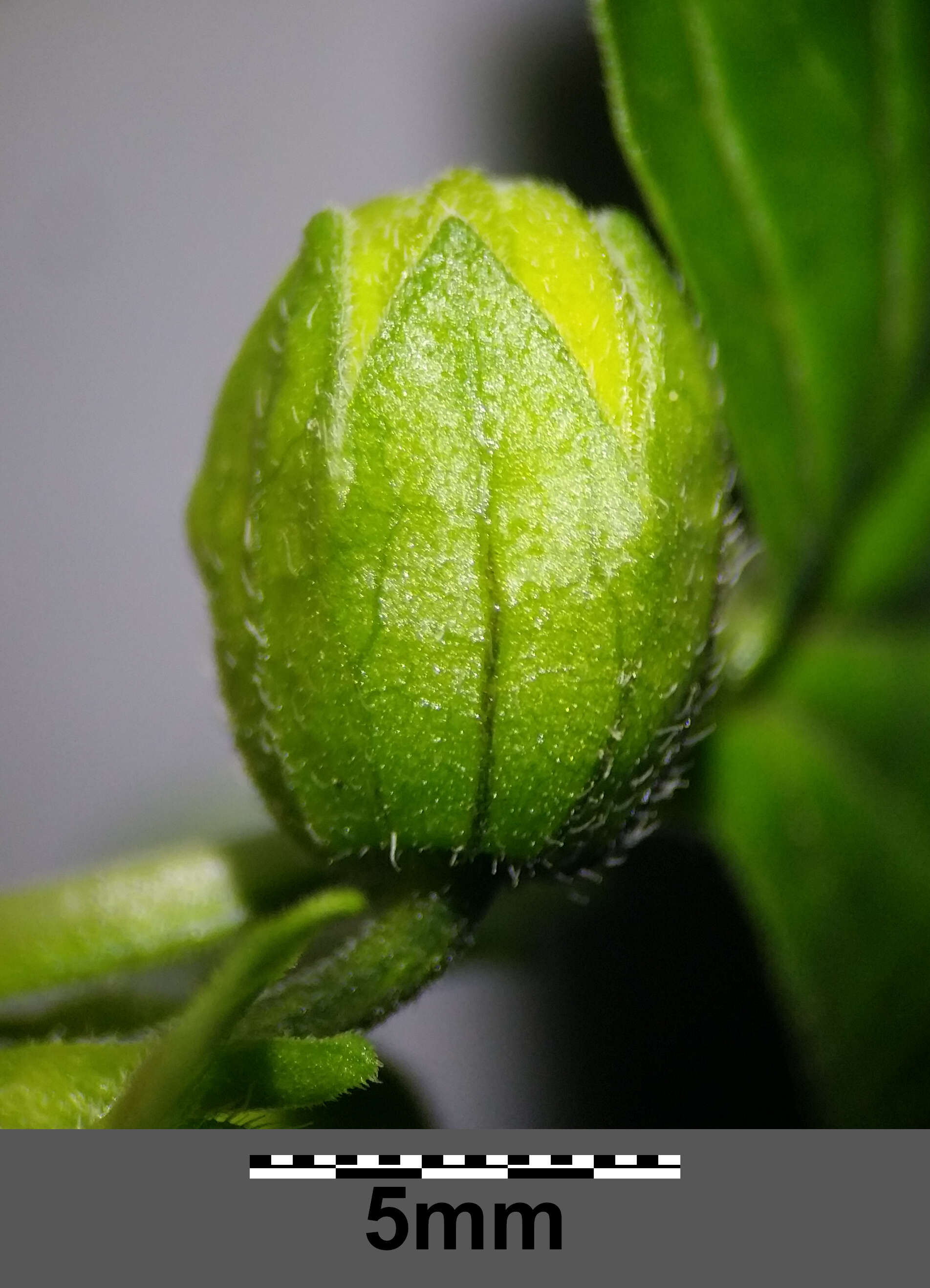 Image of Mexican groundcherry