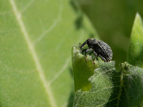 Image of Milkweed Stem Weevil