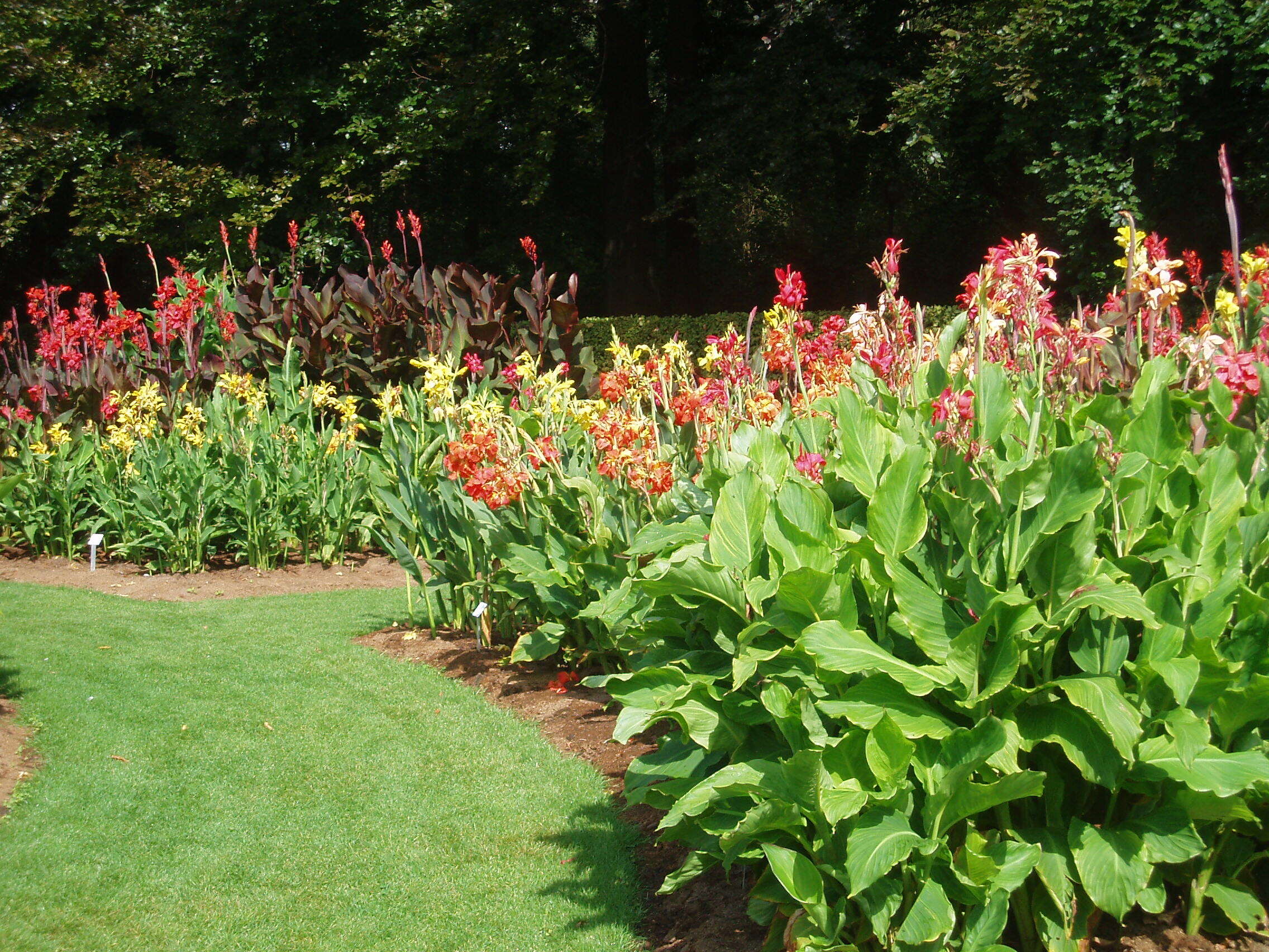 Image of canna lilies