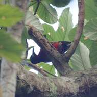 Image of Puerto Rican Woodpecker