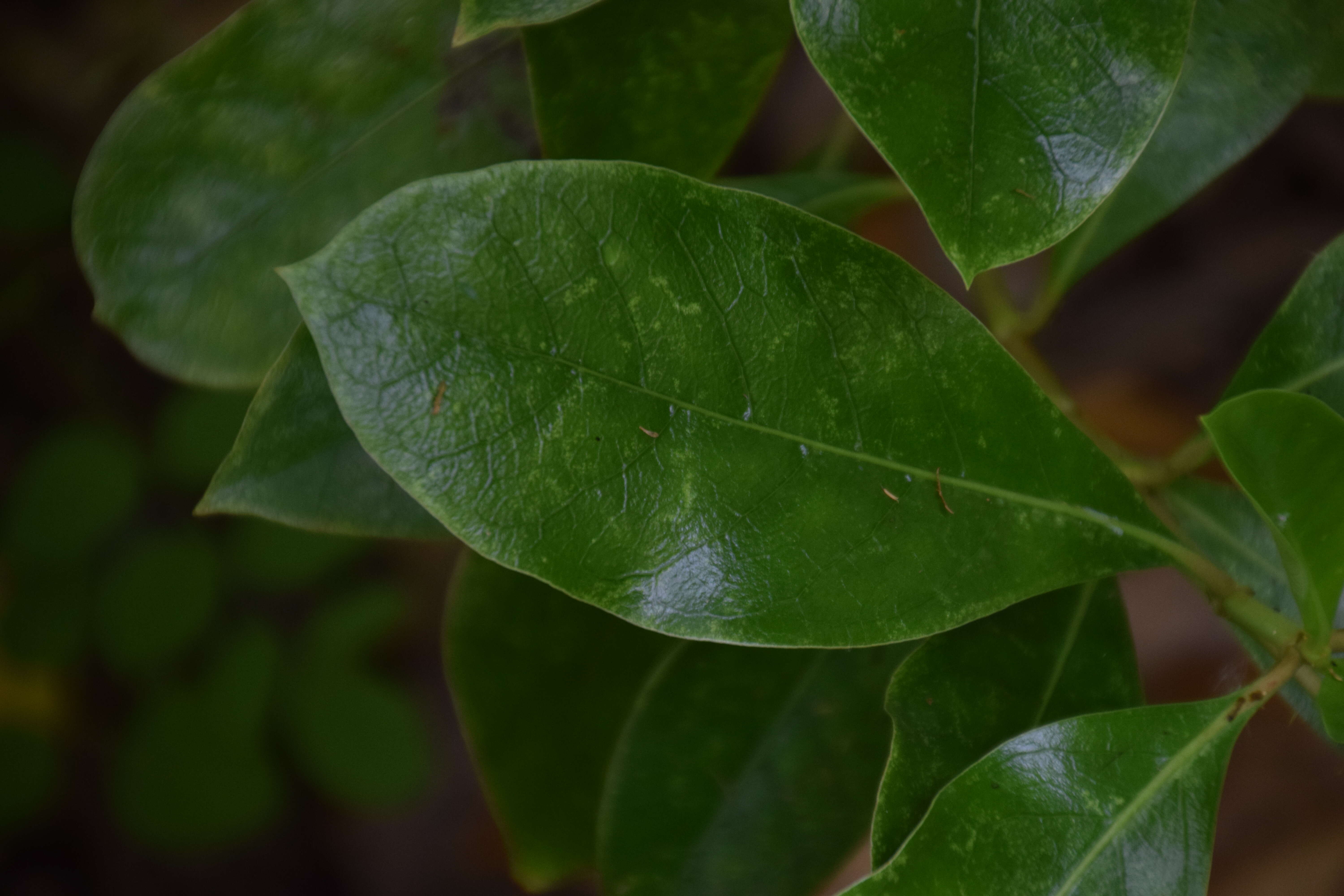 Image of Coprosma lucida J. R. Forst. & G. Forst.