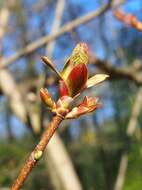 Image of Norway Maple