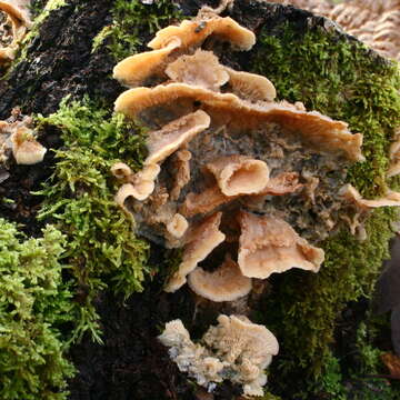 Image of Phlebia tremellosa (Schrad.) Nakasone & Burds. 1984