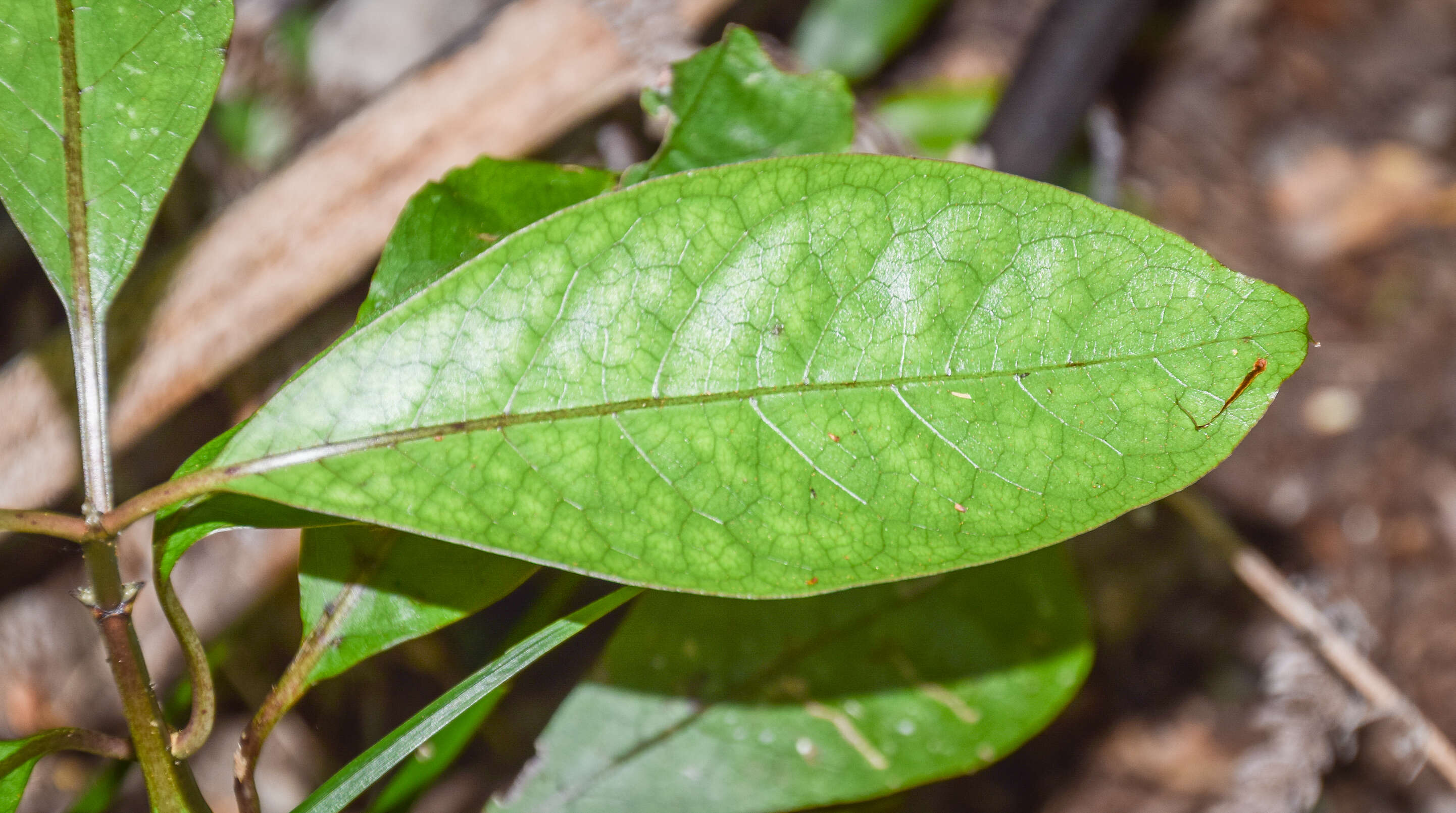 Image of Coprosma lucida J. R. Forst. & G. Forst.