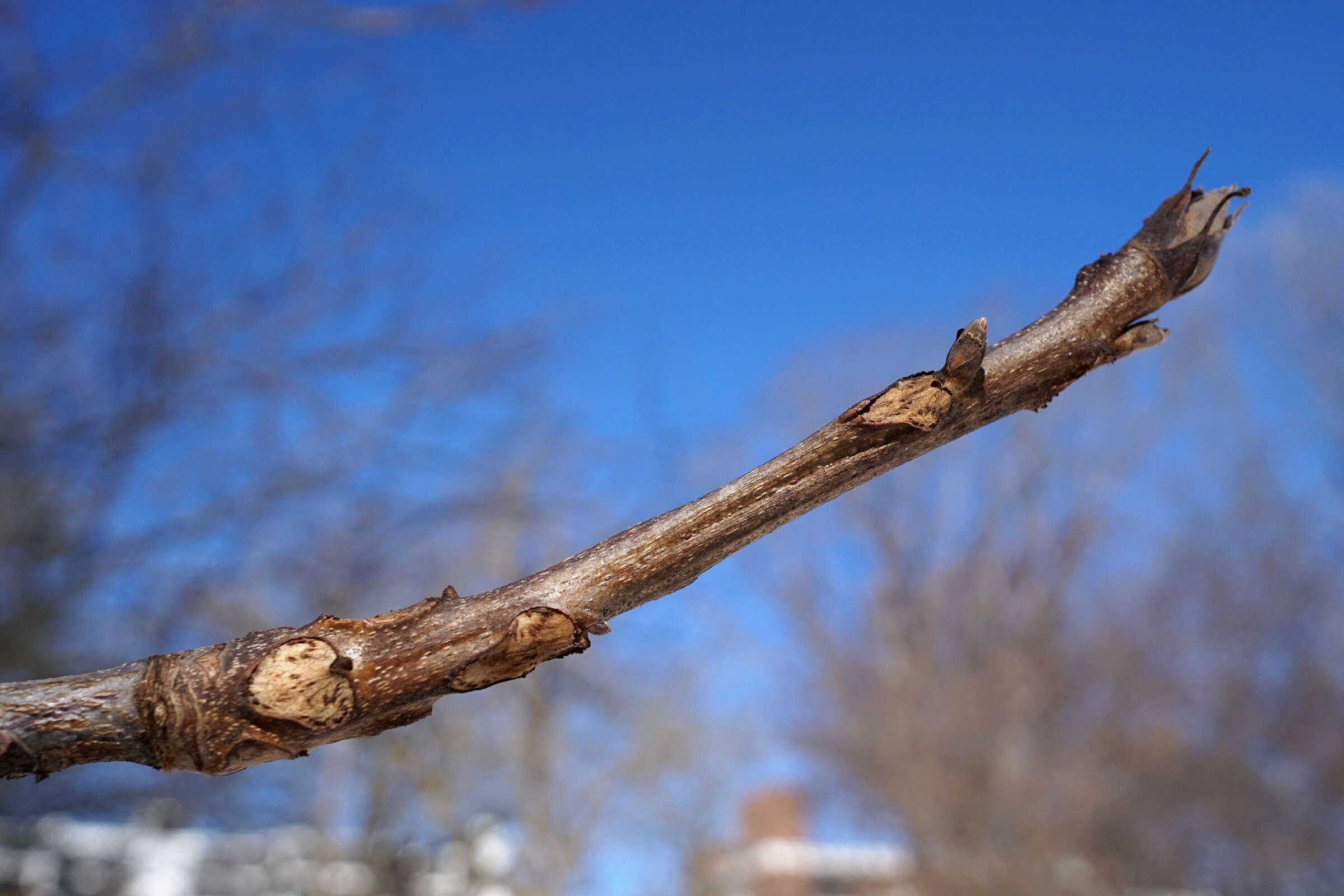 Image of shellbark hickory