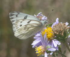 صورة Pontia occidentalis (Reakirt 1866)