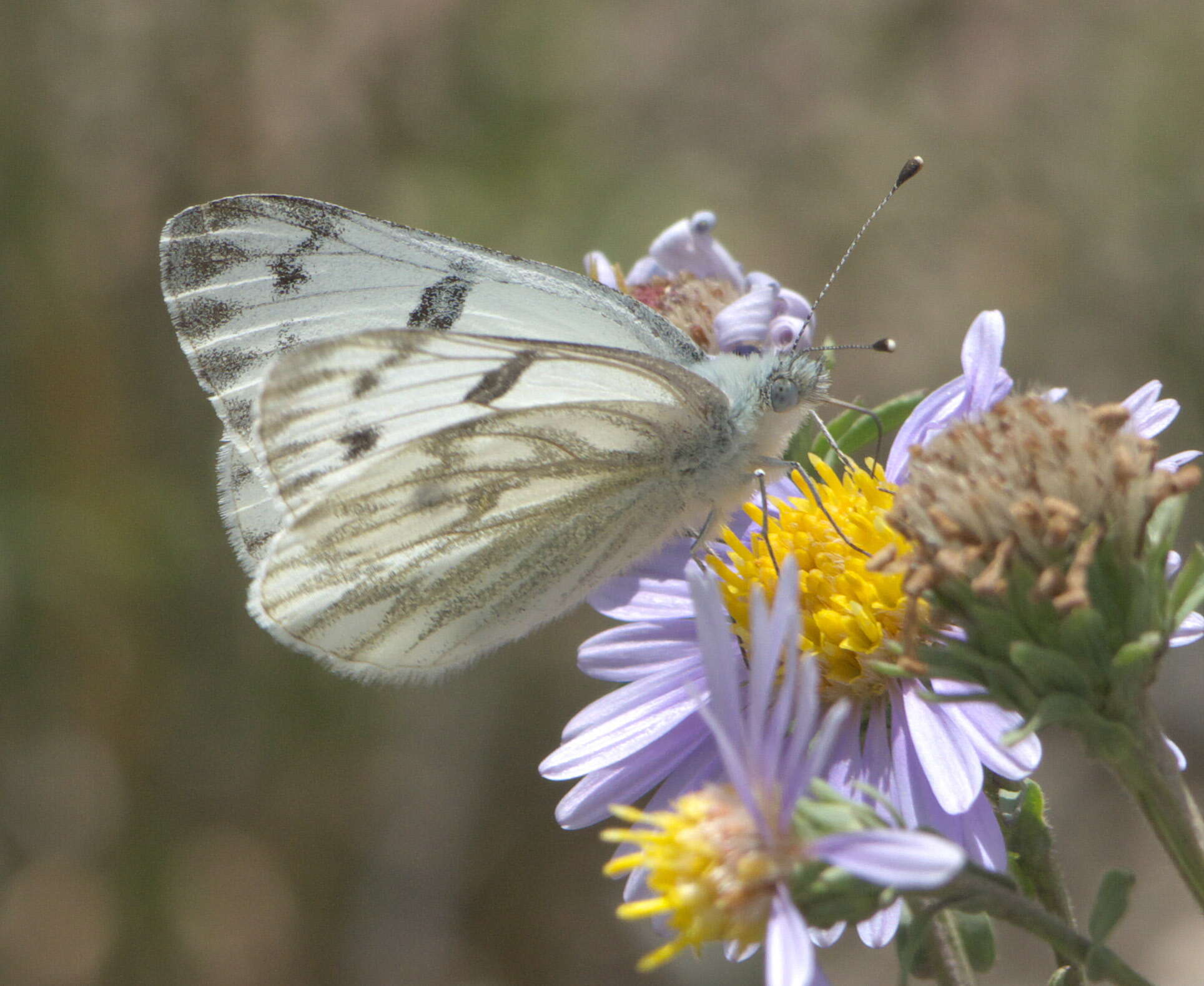 صورة Pontia occidentalis (Reakirt 1866)