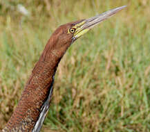 Image of Rufescent Tiger Heron