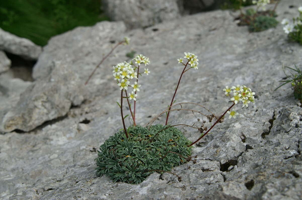 Image of Encrusted Saxifrage