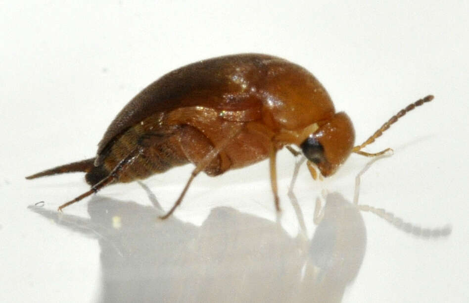 Image of Mordellistena neuwaldeggiana