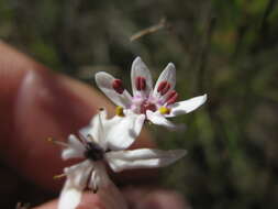 Image of Wurmbea biglandulosa (R. Br.) T. D. Macfarl.
