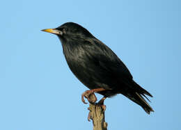 Image of Spotless Starling