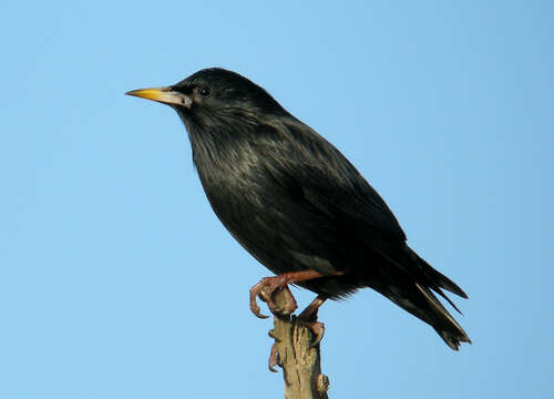 Image of Spotless Starling