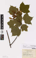 Image of sugar maple