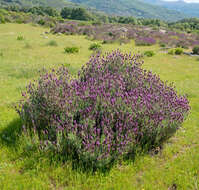 Imagem de Lavandula pedunculata (Mill.) Cav.