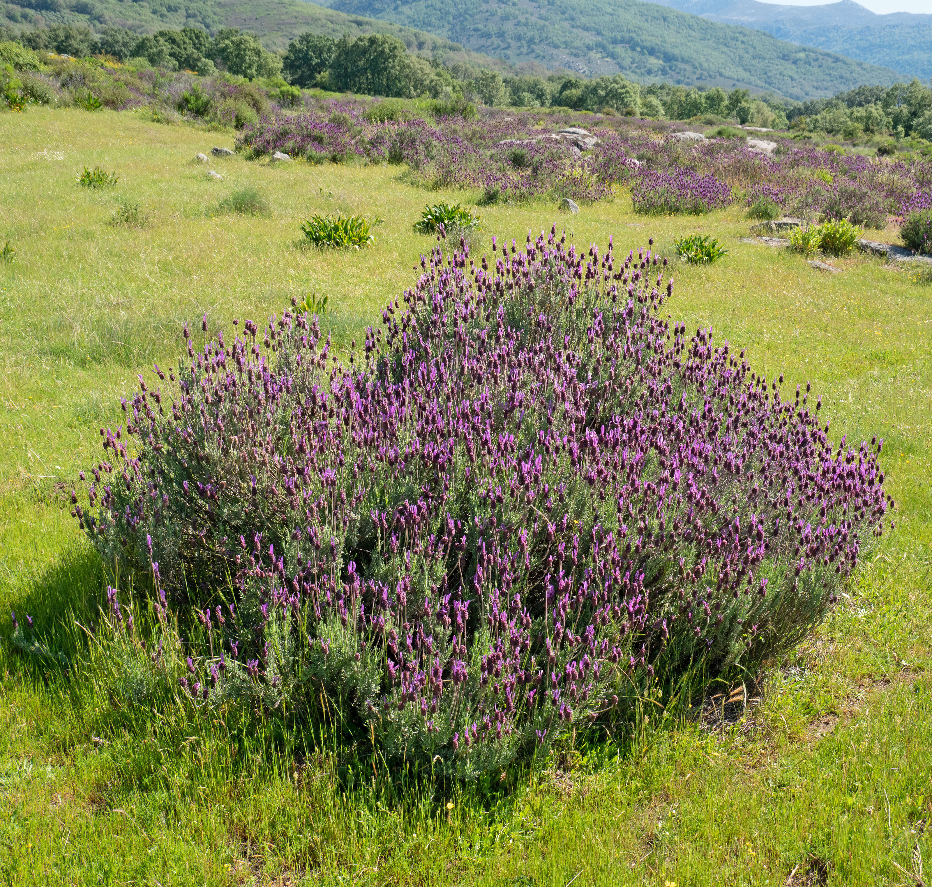 Image of Lavandula pedunculata (Mill.) Cav.