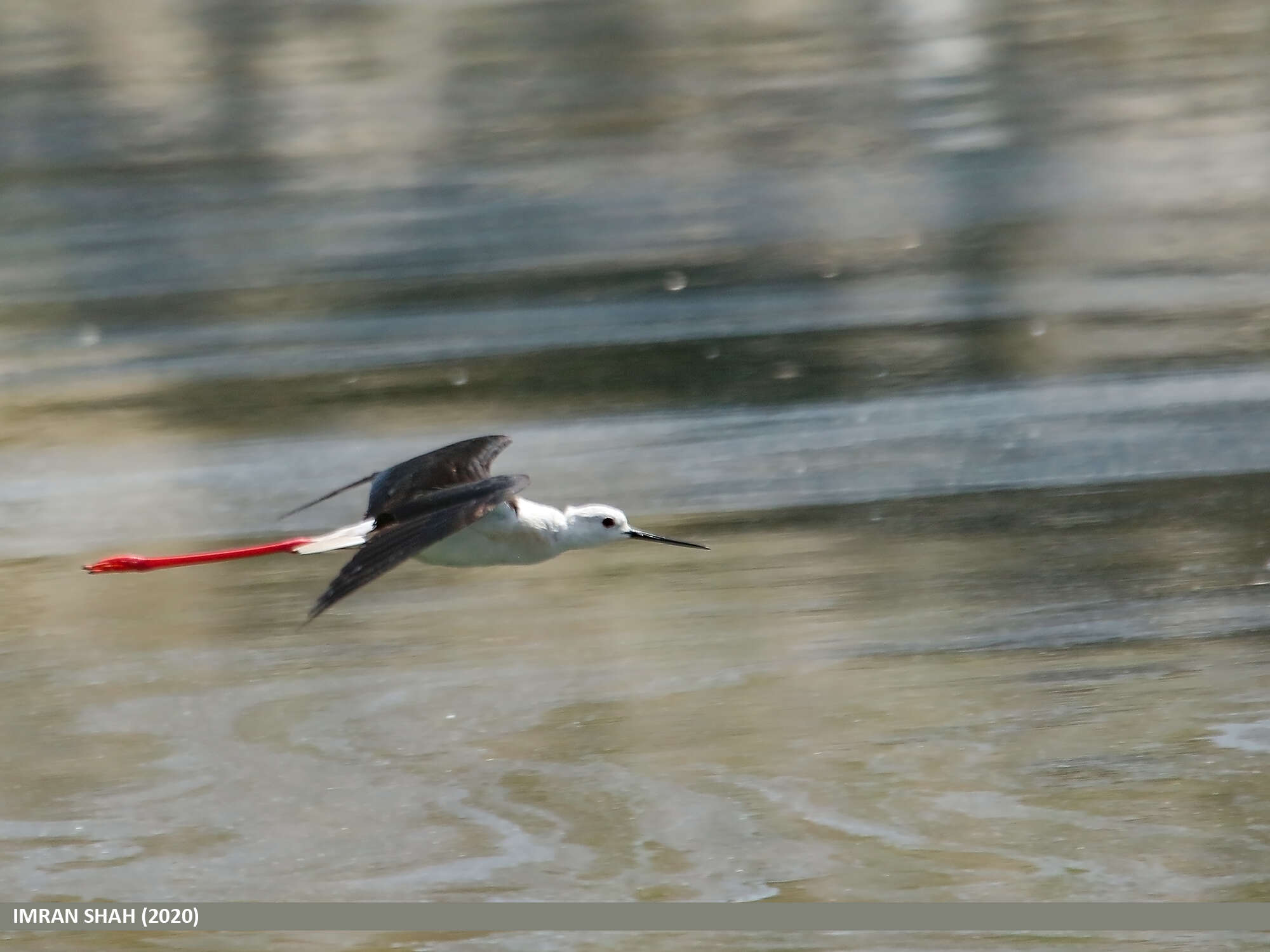 Image of Black-winged Stilt