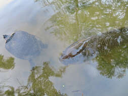 Image of common carp, carp