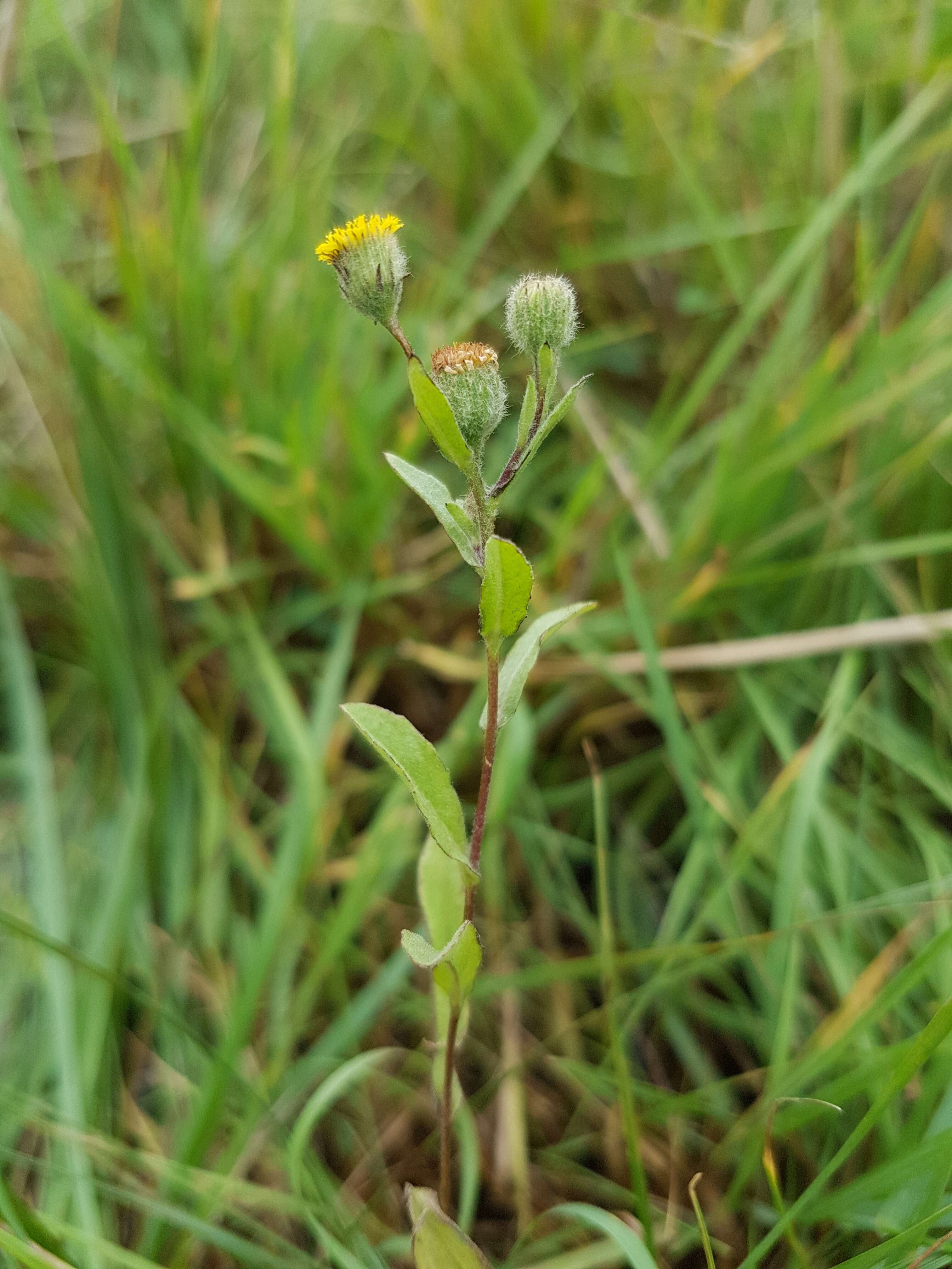 Pulicaria vulgaris Gaertn. resmi