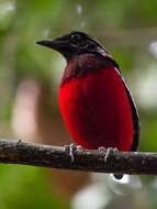 Image of Black-crowned Pitta