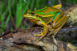 Image of Green and golden bell frog