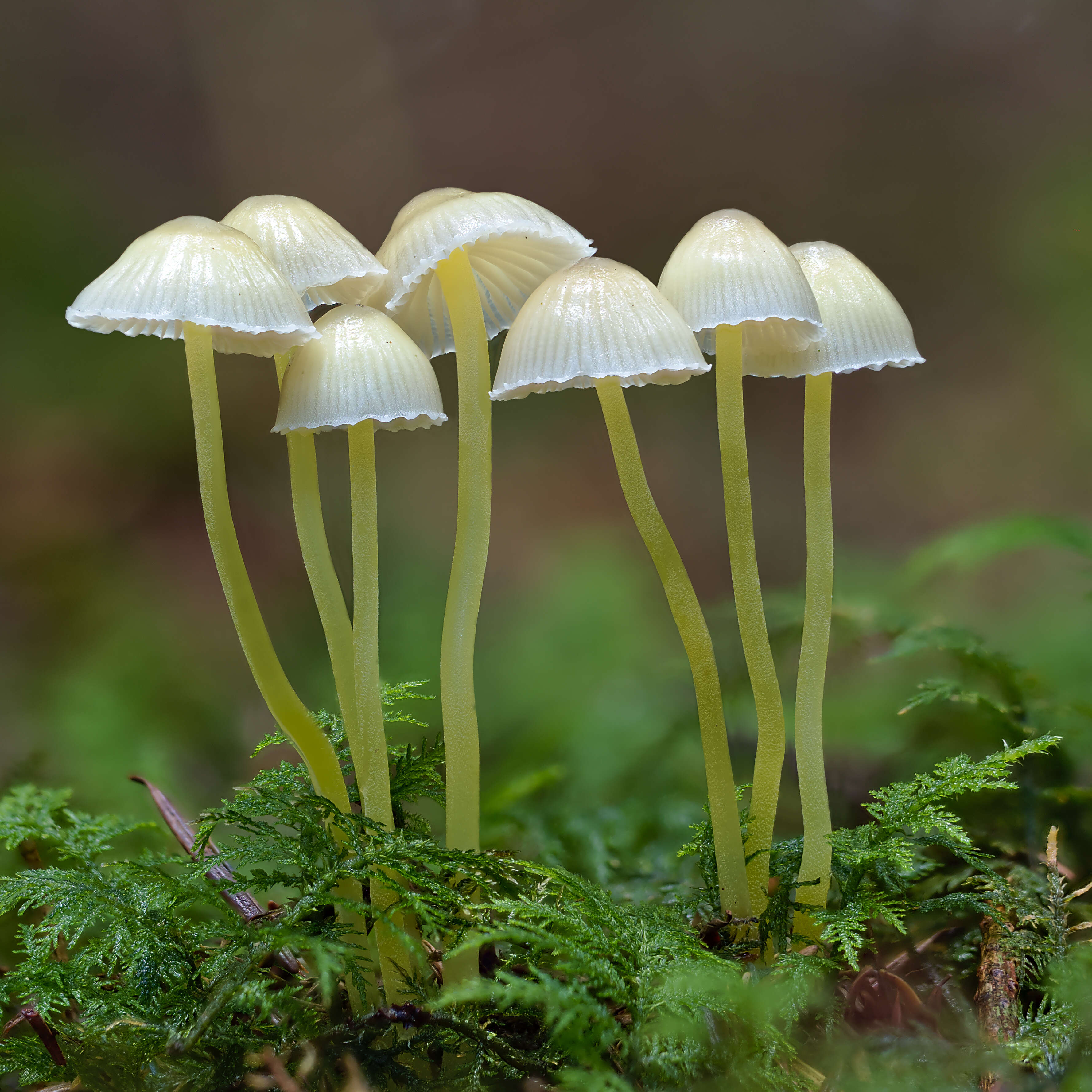 Mycena epipterygia (Scop.) Gray 1821 resmi