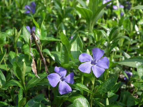 Image of Common Periwinkle