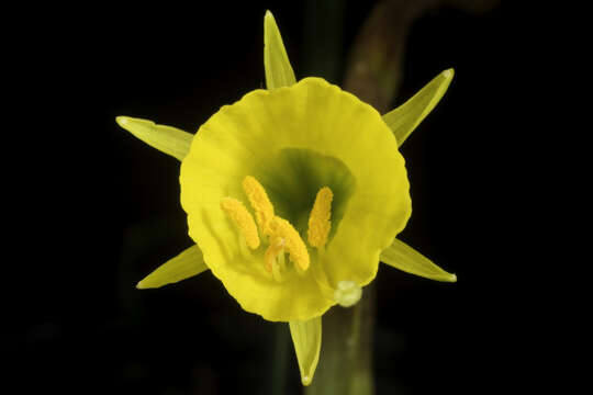 Image of petticoat daffodil