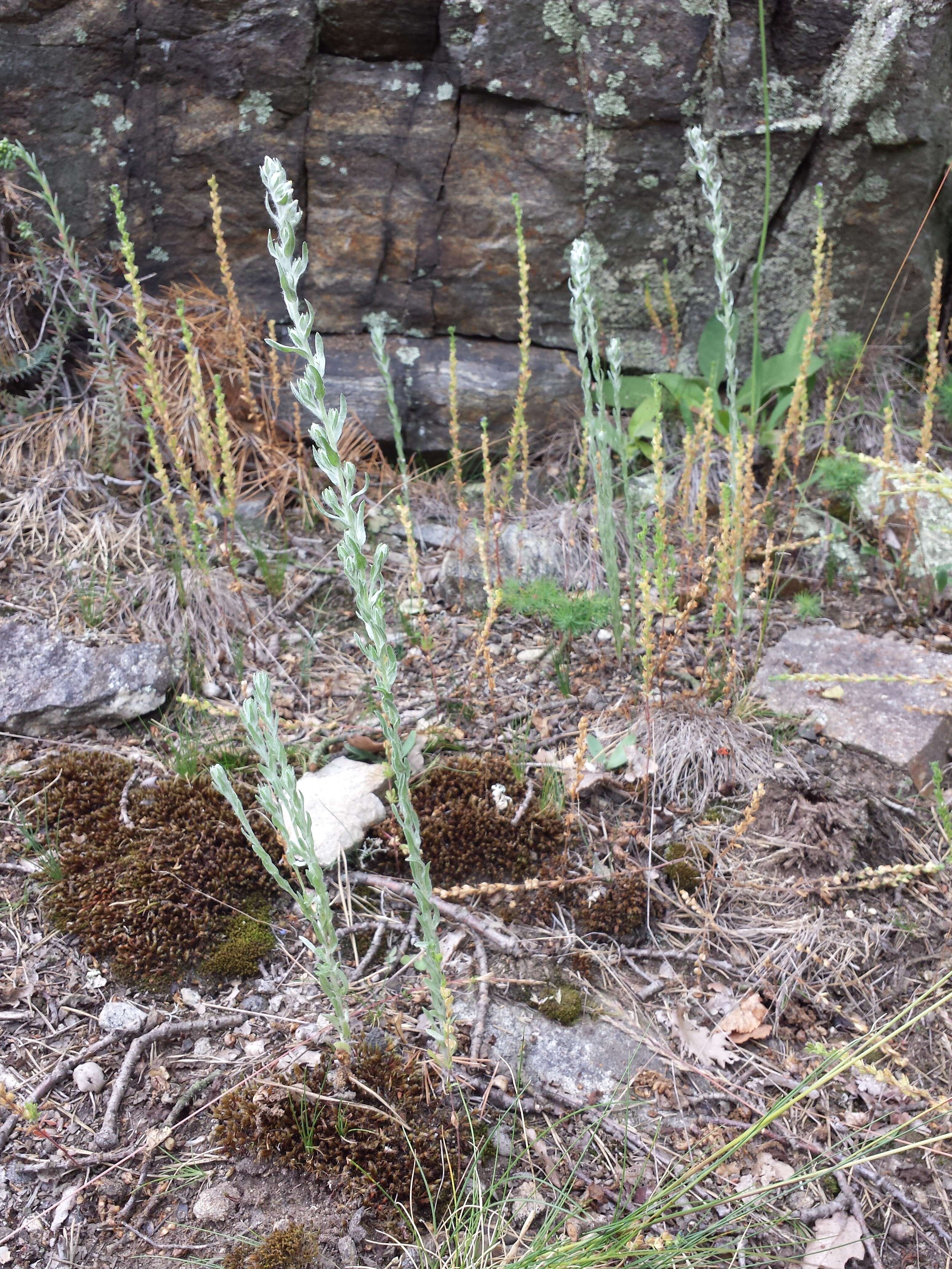 Image of field cudweed