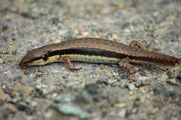 Image of Spotted Forest Skink
