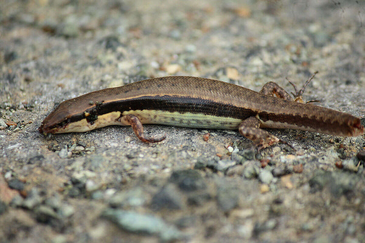 Слика од Sphenomorphus maculatus (Blyth 1853)