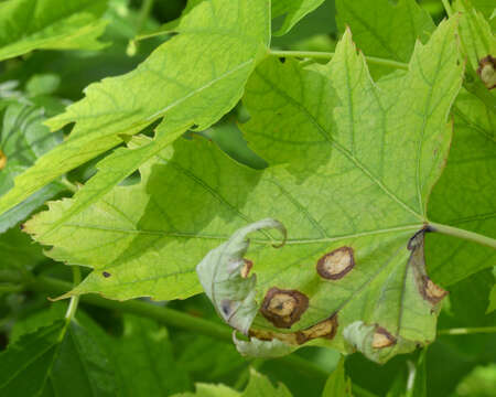 Imagem de Acer saccharinum L.