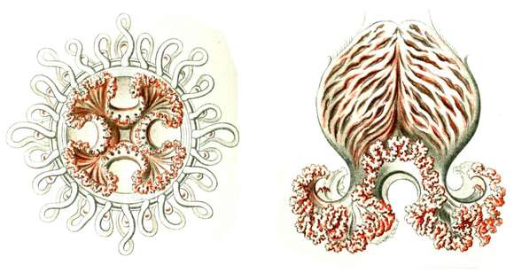 Image of Pandeidae Haeckel 1879