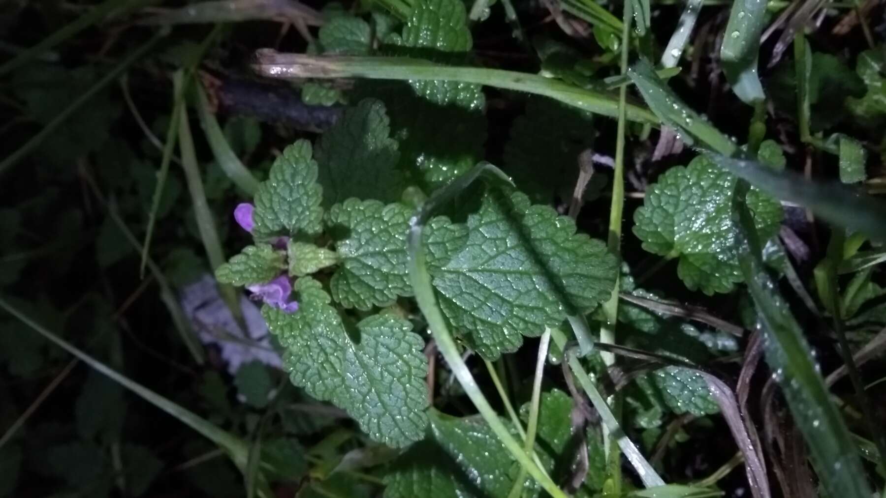 Image of purple archangel