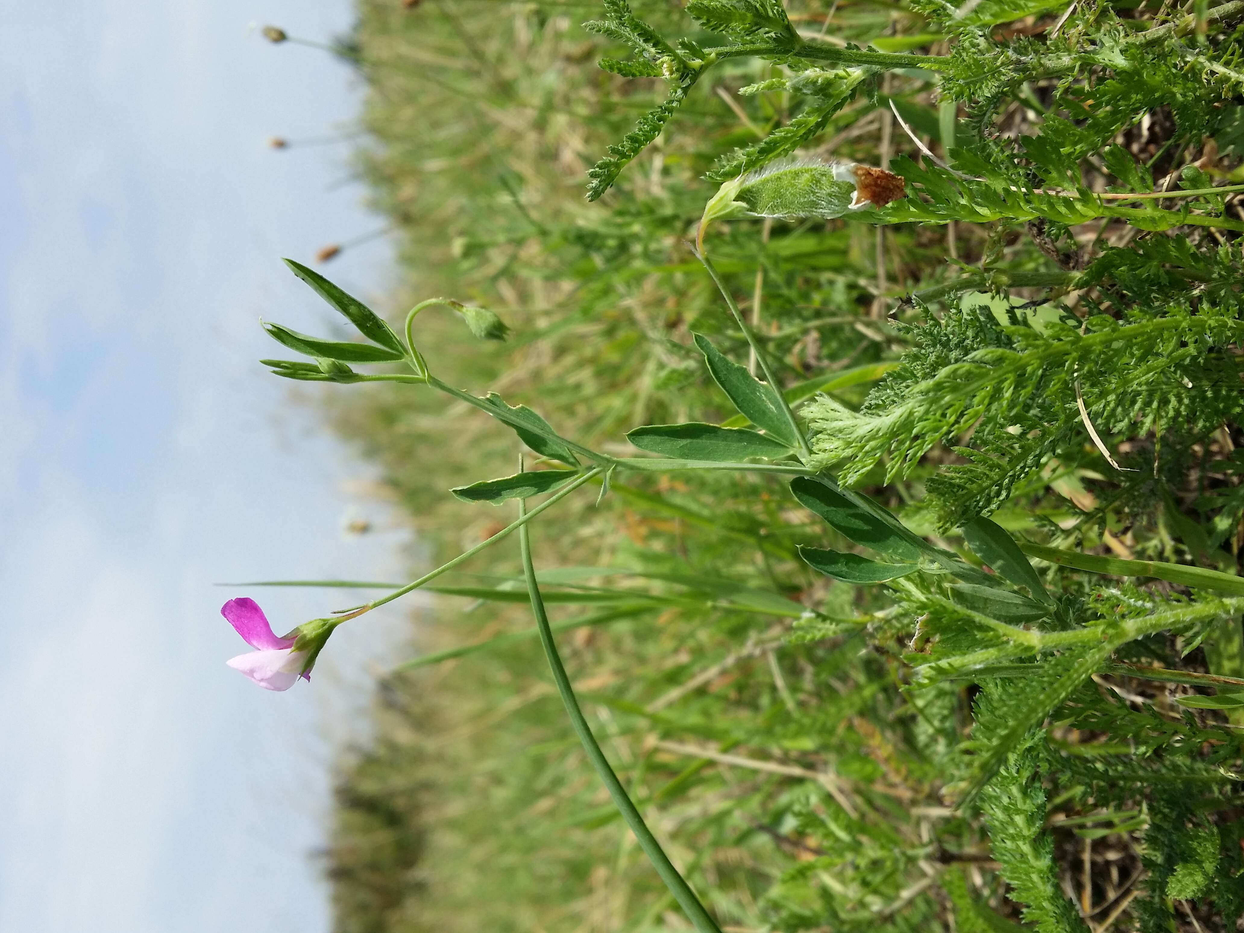 Lathyrus hirsutus L.的圖片