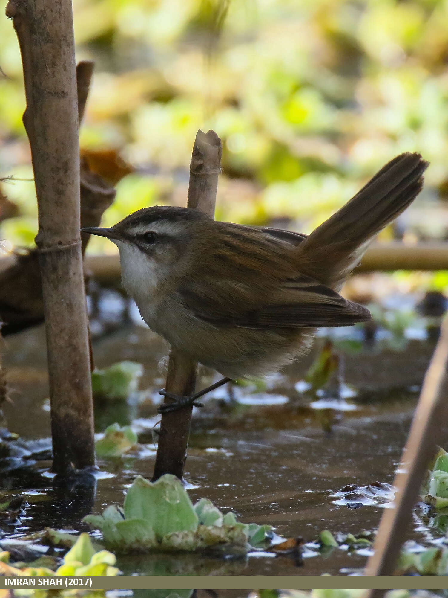 Image of Moustached Warbler