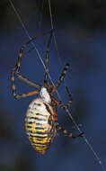 Image of Banded Argiope