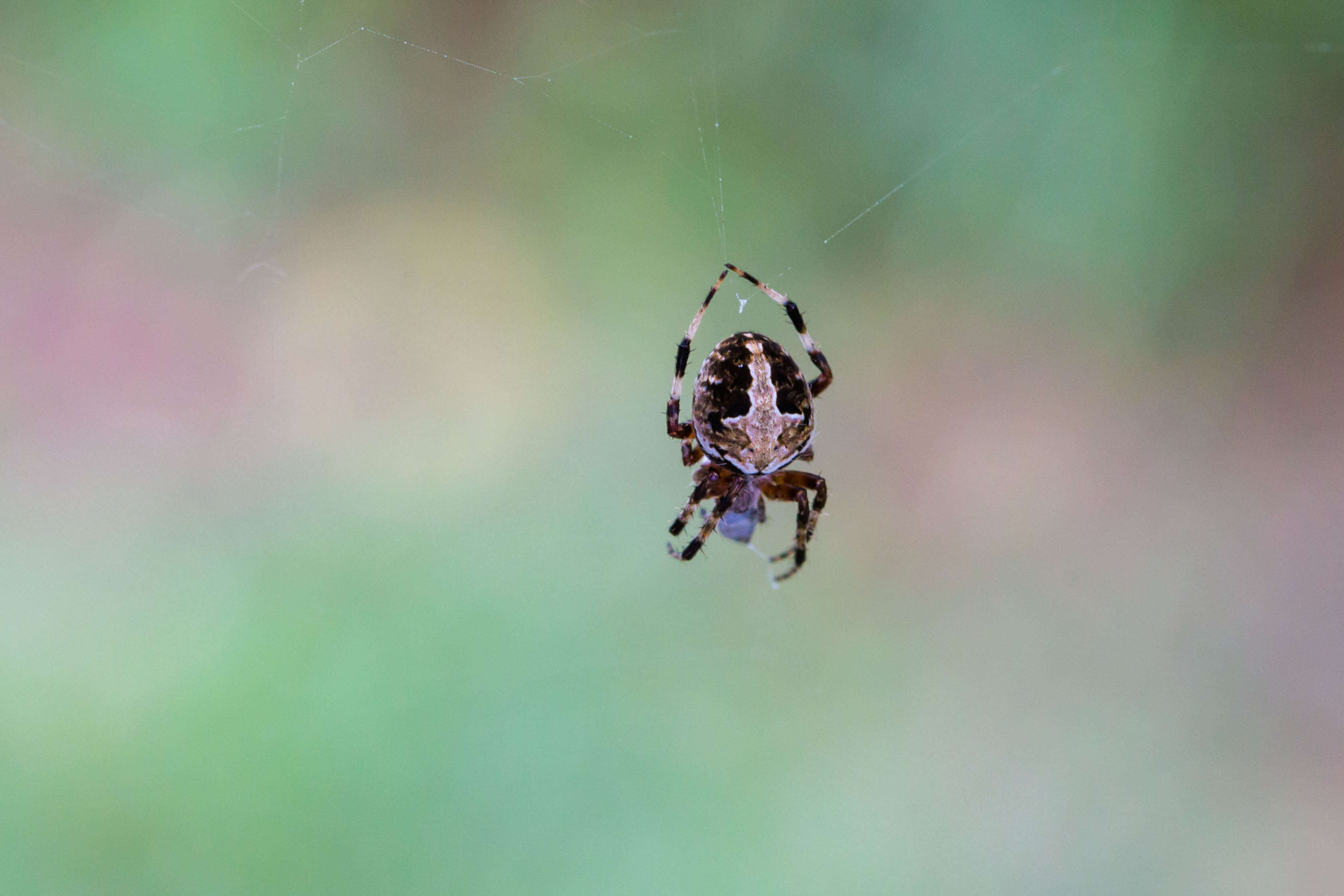 Image of Spotted Orbweaver