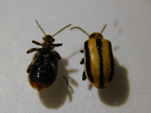 Image of Three-lined Potato Beetle