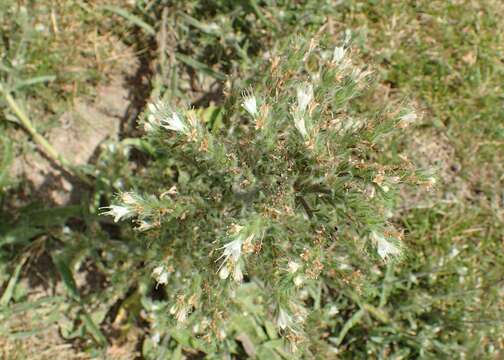 Image of Italian viper's bugloss