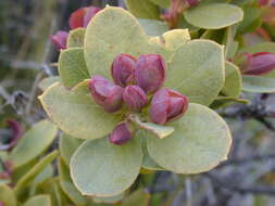 Image de Vaccinium reticulatum Sm.