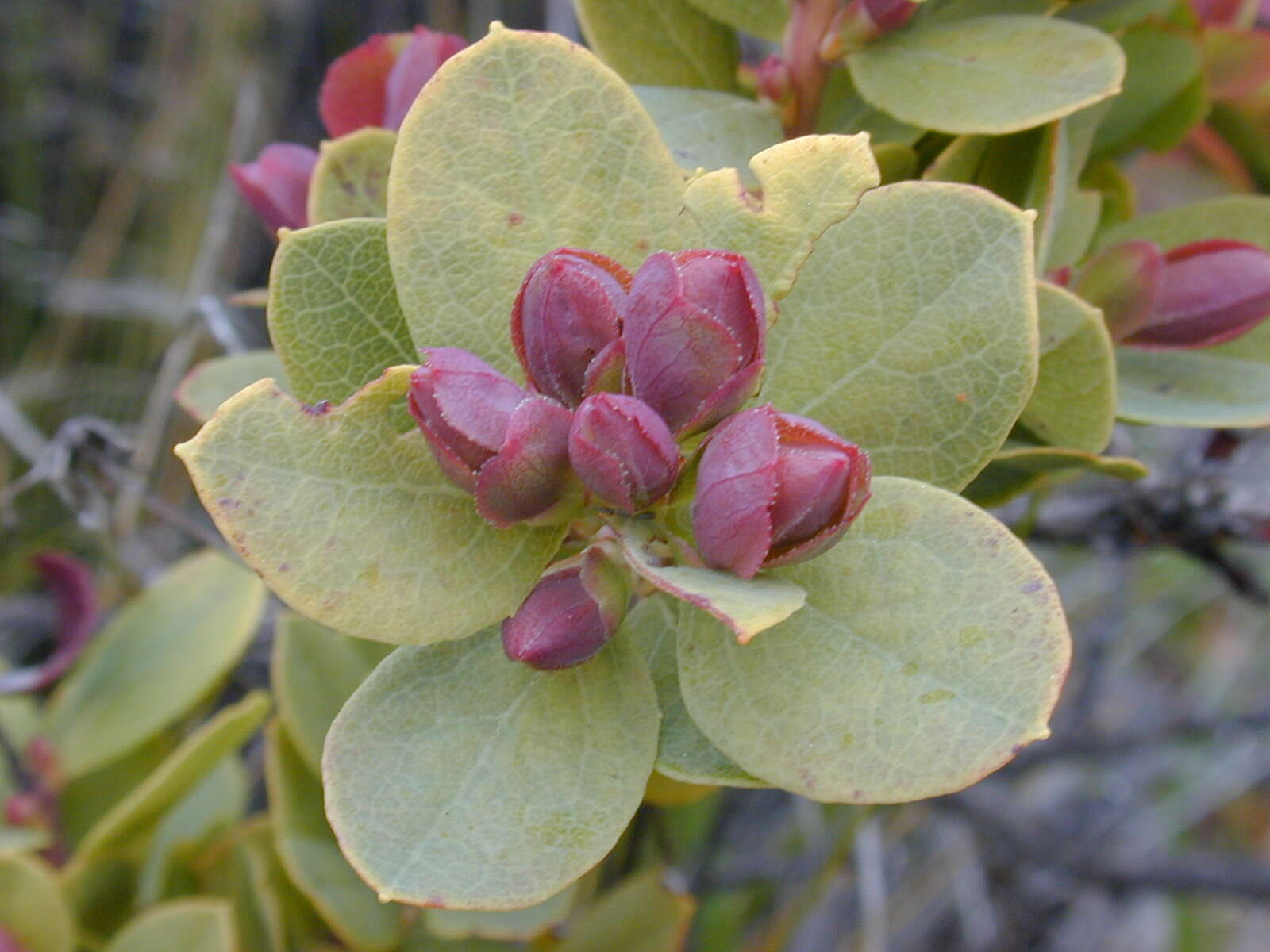 Image de Vaccinium reticulatum Sm.