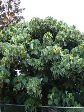 Image of parasol leaf tree