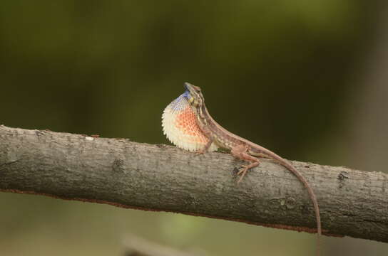 Image of Fan Throated Lizard