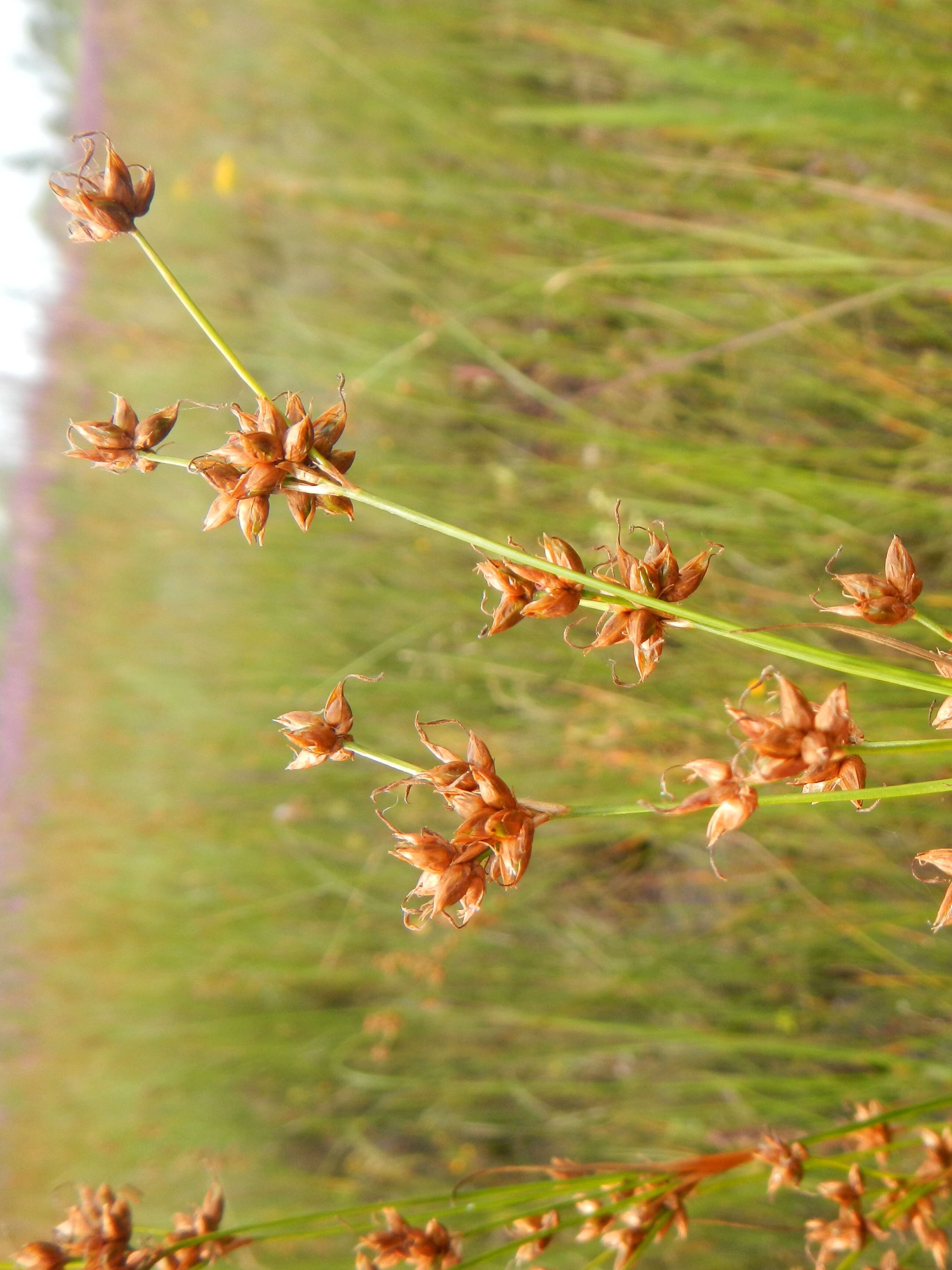 Image of Smooth sawgrass