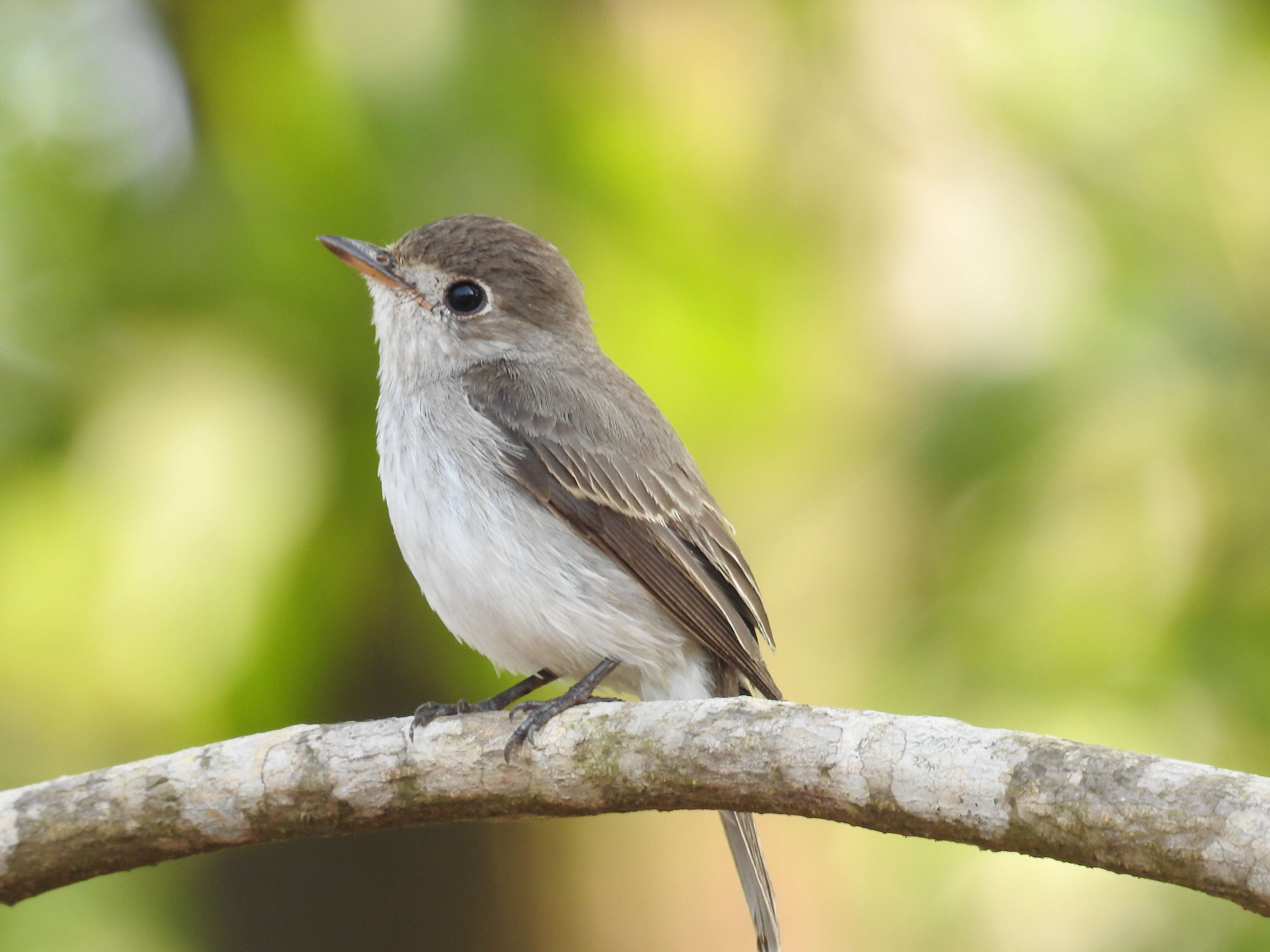 Image of Asian Brown Flycatcher